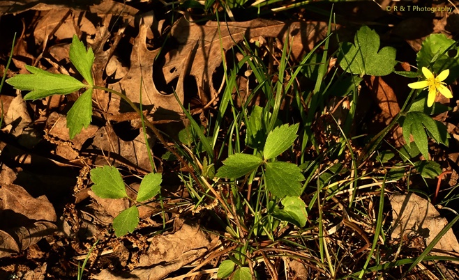 {Ranunculus septentrionalis}